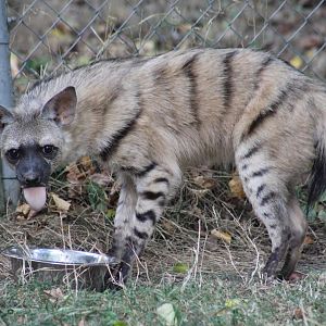 Eastern Aardwolf
