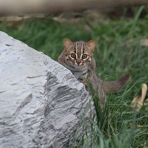 Rusty-Spotted Cat Kitten
