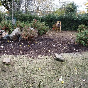 Red river hog yard (Nov 10th, 2018)