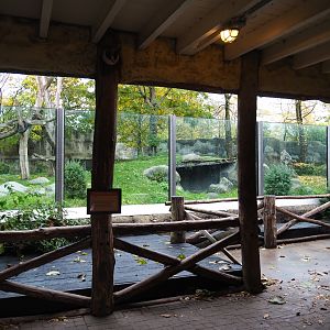 Western lowland gorilla viewing area (Nov 10th, 2018)