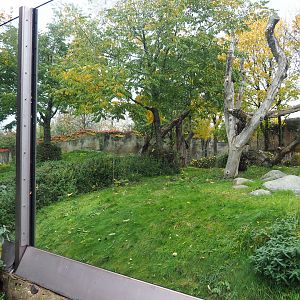 Western lowland gorilla exhibit (Nov 10th, 2018)