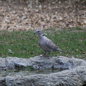 Eurasian Collared-Dove