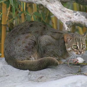 Rusty-Spotted Cat