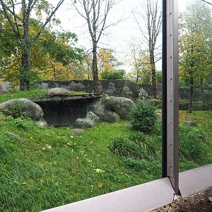Western lowland gorilla exhibit (Nov 10th, 2018)