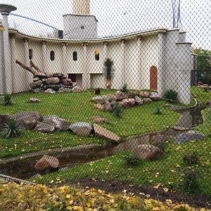 First Gelada exhibit - Male group (Nov 10th, 2018)