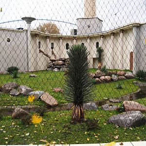 First gelada exhibit - Male group (Nov 10th, 2018)