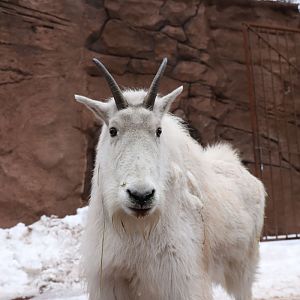 mountain goat in drive-thru