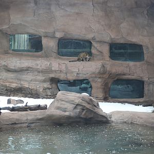 jaguar exhibit