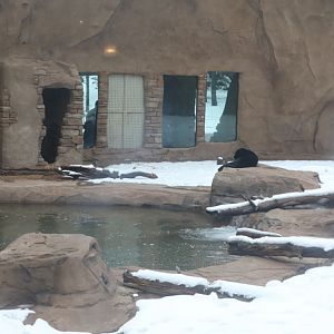 jaguar exhibit