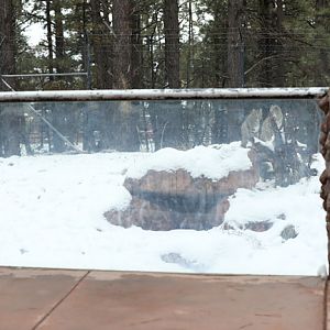 bobcat exhibit