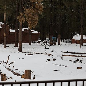 juvenile black bear exhibit