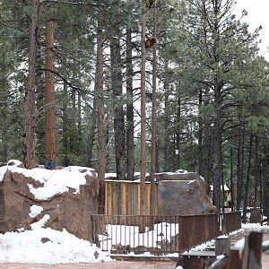 black bear cub exhibit