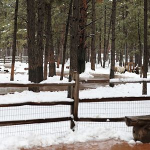 walk-thru farm animals