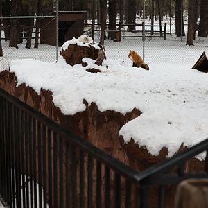 red fox exhibit