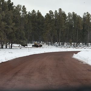 plains bison drive-thru