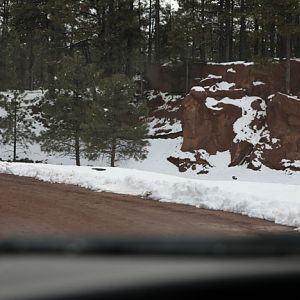 bighorn sheep drive-thru