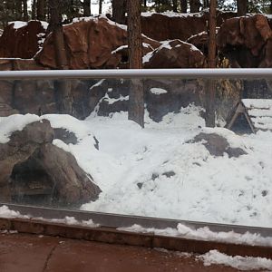 raccoon exhibit
