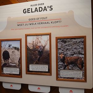 Gelada education panel (Nov 10th, 2018)
