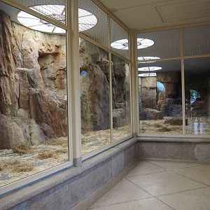 Male gelada group indoor housing (Nov 10th, 2018)