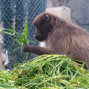 Gelada (Theropithecus gelada), Nov 10th, 2018