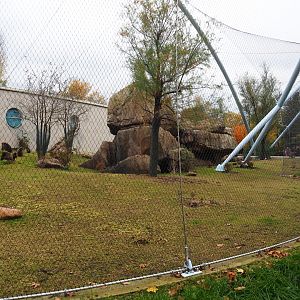 Second gelada exhibit - Family group (Nov 10th, 2018)