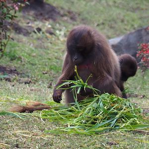 Gelada (Theropithecus gelada), Nov 10th, 2018