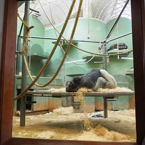 One of the Western lowland gorilla indoor exhibits (Nov 10th, 2018)
