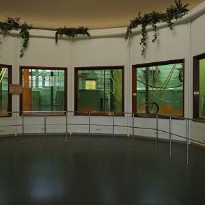 Western lowland gorilla indoor exhibits (Nov 10th, 2018)