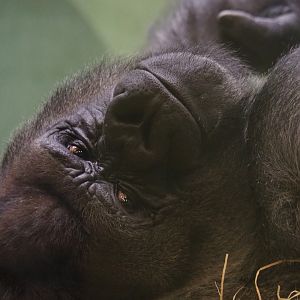 Portrait of Western lowland gorilla Bokito (Nov 10th, 2018)