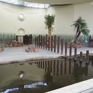 Pygmy hippopotamus indoor housing (Nov 10th, 2018)