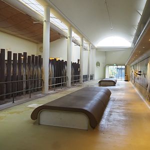 Black rhinoceros wing (Nov 10th, 2018)