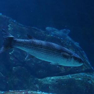 Thicklip grey mullet (Chelon labrosus), Nov 10th, 2018