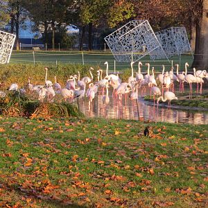 Greater flamingos 011218