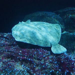 Turbot (Scophthalmus maximus), Nov 10th, 2018