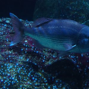 Common seabream (Pagrus pagrus), Nov 10th, 2018