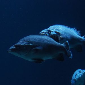 Atlantic wreckfish (Polyprion americanus), Nov 10th, 2018