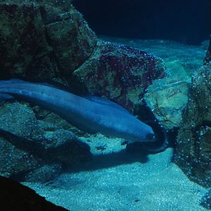 European conger eel (Conger conger), Nov 10th, 2018