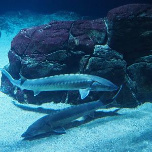 European sea sturgeons (Acipenser sturio), Nov 10th, 2018