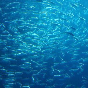 Bait ball of false herring (Harengula clupeola), Nov 10th, 2018