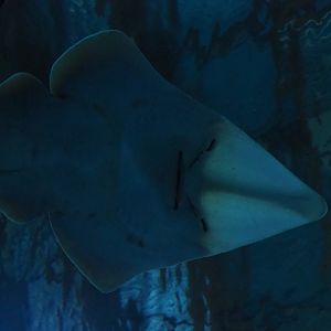 Blackchin guitarfish (Glaucostegus cemiculus), Nov 10th, 2018