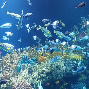 Great Barrier Reef fish (Nov 10th, 2018)