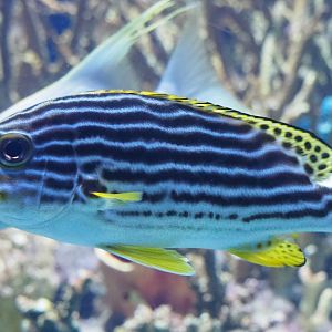 Yellow-banded sweetlips (Plectorhinchus lineatus), Nov 10th, 2018