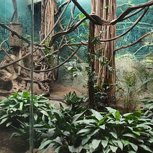 Wreathed hornbill and red junglefowl exhibit (Nov 10th, 2018)