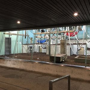 'Sudamerikahaus' - Javan lutung exhibit 011218