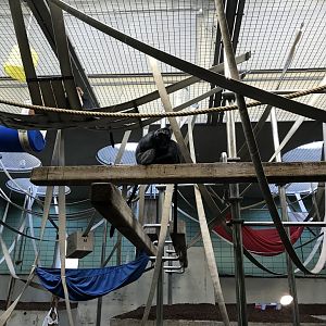 'Sudamerikahaus' - Javan lutungs 011218