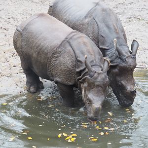 Indian rhinoceroses (Rhinoceros unicornis), Nov 10th, 2018