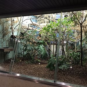 Sudamerikahaus - Pygmy marmoset and Goeldi's monkeys exhibit 011218