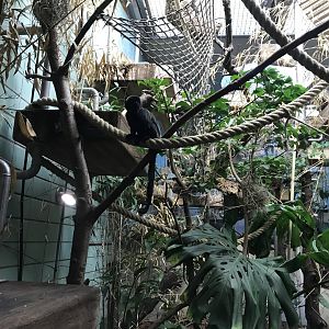 Sudamerikahaus - Goeldi's monkey 011218