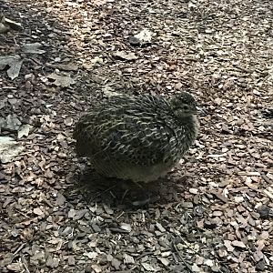 Sudamerikahaus - Chilean tinamou 011218