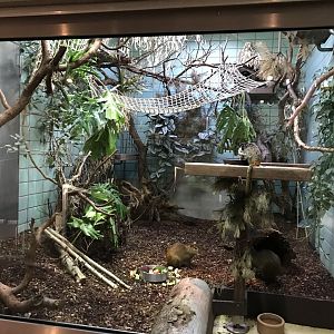 Sudamerikahaus - Emperor tamarin and Orange-rumped agouti exhibit 011218